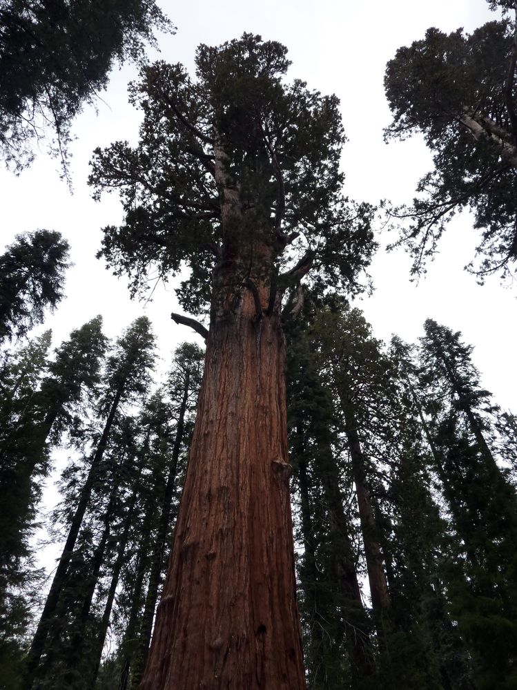 Sequoia parc(36).JPG
